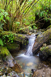 Mossy creek in a Canadian rainforest by Jeroen Kleiberg