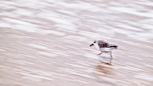 Drieteenstrandloper in de branding van Ronald Mallant