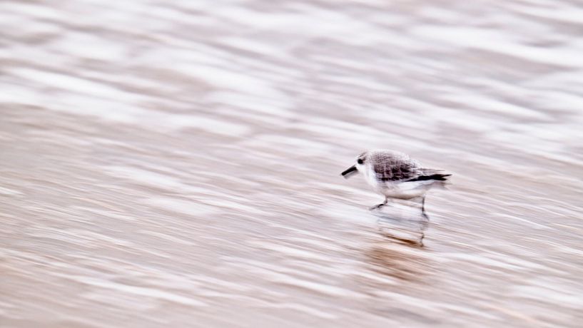Bécasseau sanderling dans le ressac par Ronald Mallant