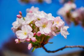 Beautiful light pink blossom by Jan van Broekhoven