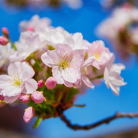 Beautiful light pink blossom by Jan van Broekhoven