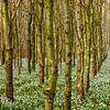 Schneeglöckchenwald in voller Blüte von Karla Leeftink
