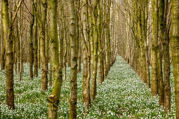 Snowdrop forest in full bloom