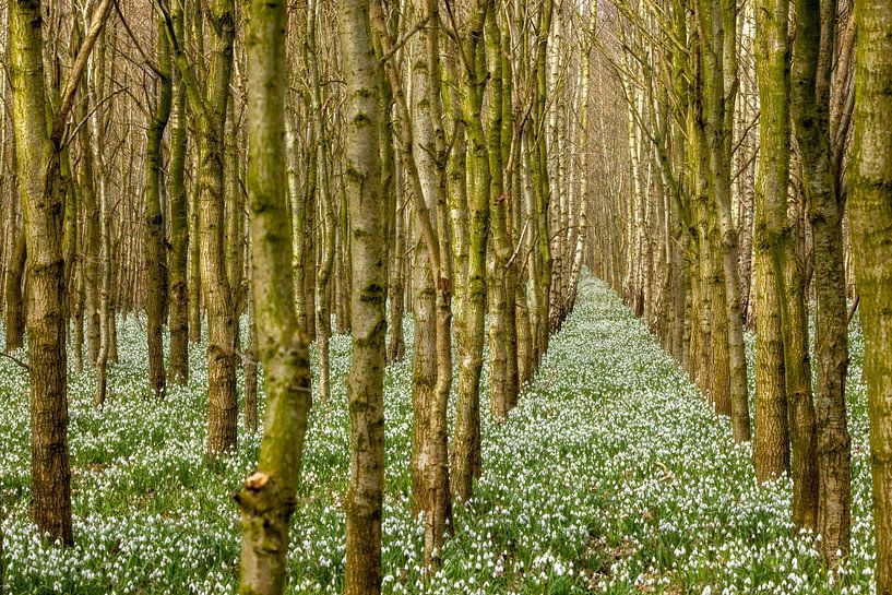 Snowdrop forest in full bloom by Karla Leeftink