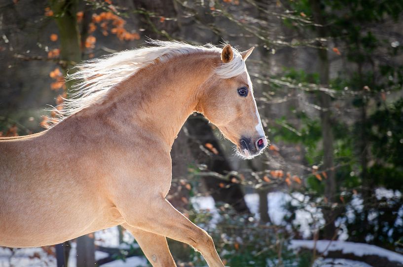 Quarter horse in the snow by Merel Bormans