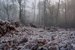 The Bergherbos on a winter morning in the mist by René Jonkhout