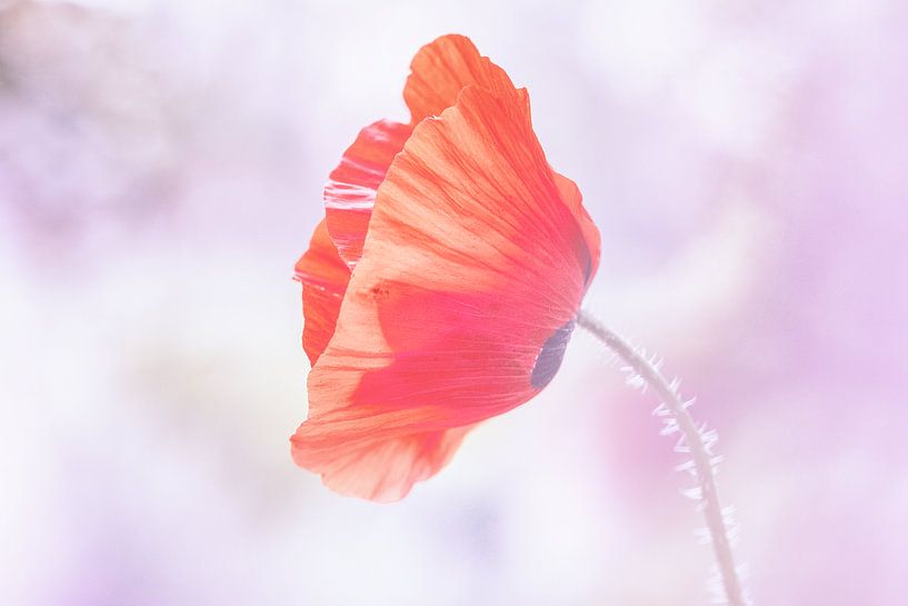 poppy purple by natascha verbij