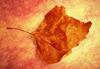 Autumn Cometh