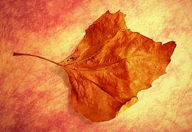 Autumn Cometh by Brian Raggatt