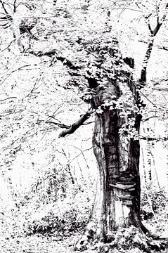 Mann im Baum (Schwarz-Weiß-Adaption eines Baumstamms, in dem ein Gesicht zu sehen ist) von Birgitte Bergman