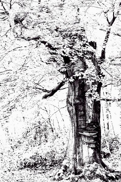 Man in the tree (black and white adaptation of a tree trunk in which a face can be seen) by Birgitte Bergman