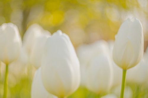 Het zachte ochtend licht met witte tulpen