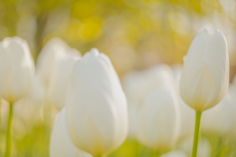 La douce lumière du matin avec les tulipes blanches par Andy Luberti