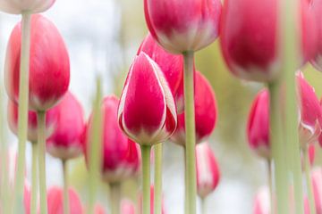 Gros plan sur des tulipes rouges avec tiges sur Jefra Creations