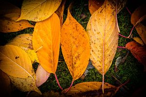 Herfstbladeren op een stukje groen