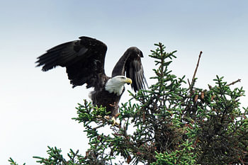 Amerikaanse Zeearend, Alaska, Bald Eagle
