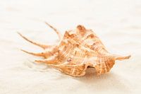 Lambis schelp op tropisch strand