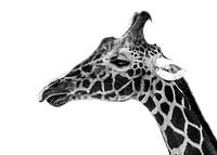 Giraffe close up
