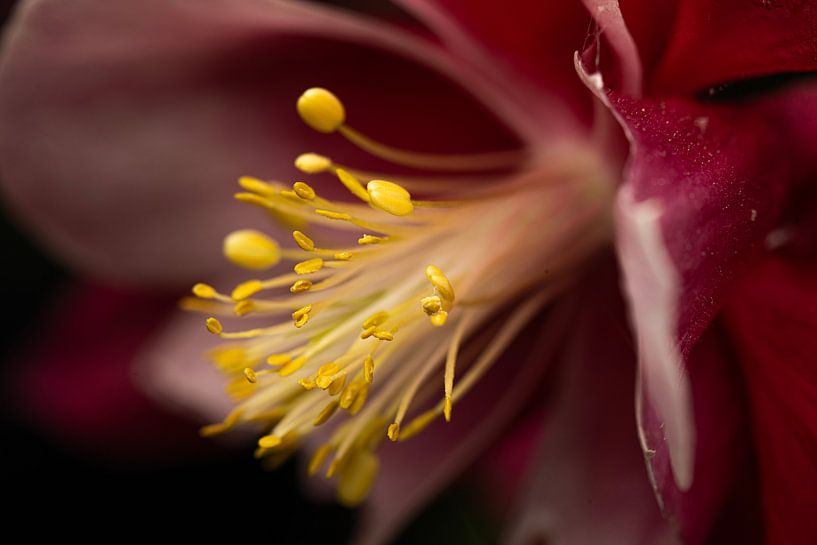 flower photography detail closeup by Egon Zitter