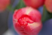Tulp in de knop