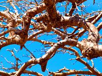 Branches