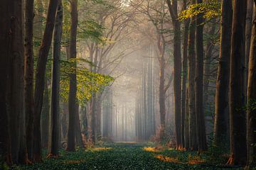 Magisch bos van Martin Podt