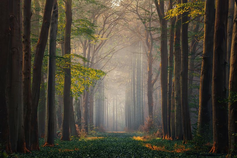 Magisch bos van Martin Podt