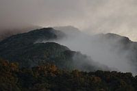 Forêt de nuages