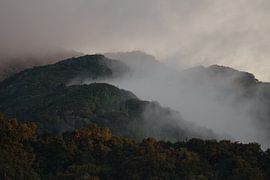 Cloud Forest by Tinus Kremer Fotografie