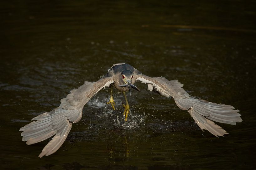 Fishing quack by Freddy Van den Buijs