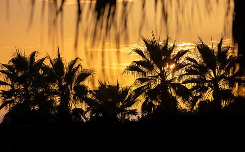 Goldener Sonnenuntergang mit einer Palmensilhouette von Michiel Ton