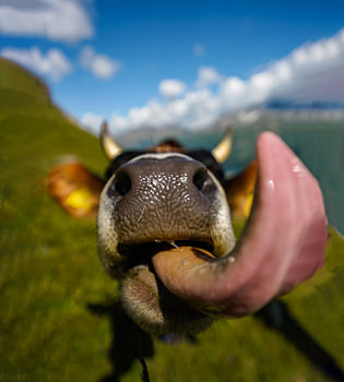 Kuh beim Schleck