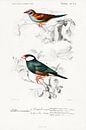 Roodwang Cordonbleu en Java Sparrow van Heinz Bucher thumbnail