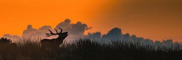 A red deer in the last evening light on the Reemsterveld by Carlien schelhaas