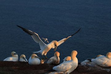 Basstölpel Insel  Helgoland Deutschland von Frank Fichtmüller