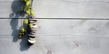 Humulus lupulus, Hop, Stenen