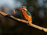 Kingfisher with fish