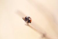 Ladybird