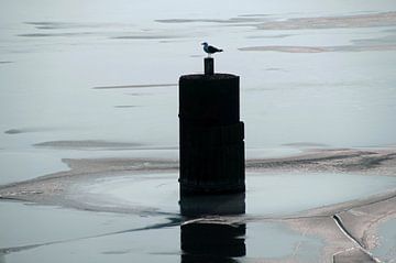 lonely bird on stilts in winter landscape by wil spijker