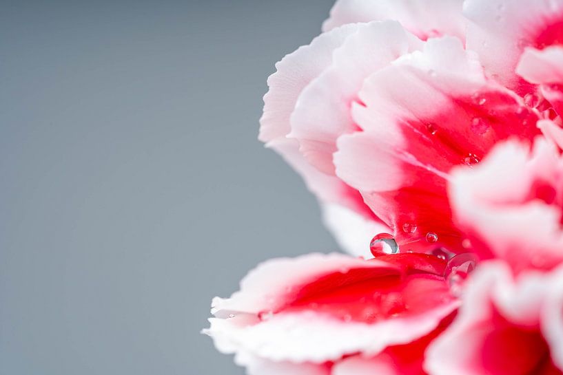 Roze/witte Anjer bloem met water druppels van Dafne Vos