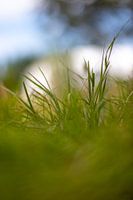 Macro-opname van gras