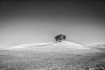 Lonely tree standing in the plaines of Spain against a  gray sky von Wout Kok