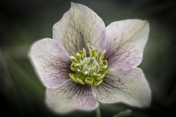 Racine de vigne rose blanche