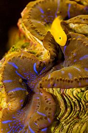 Giant Clam by Thomas Herzog
