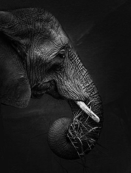 African Elephant by Marian Goossens