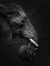 African Elephant by Marian Goossens thumbnail