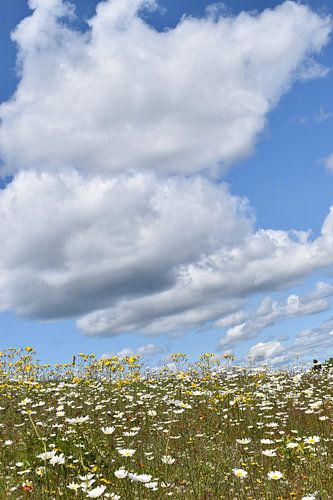 Een veld in bloei onder een blauwe hemel