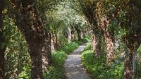 Der Weg der Rhoonse Grieden.