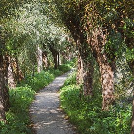 The path of the Rhoonse Grienden by Onno Alblas