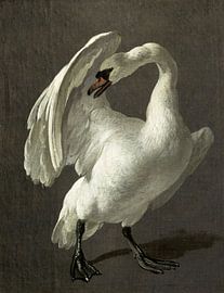 Swan in fighting position, Melchior d’Hondecoeter